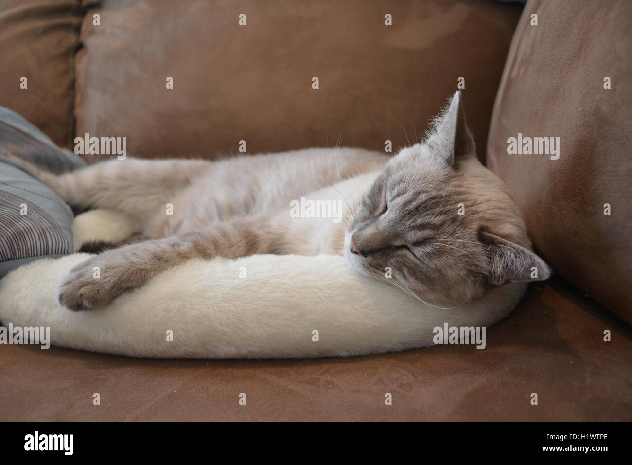 Lynx Point Siamkatze schlafen im Bett der Katze Stockfoto