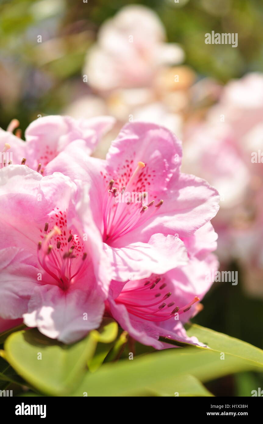 Rosa Rhododendron blüht in Exbury Gardens in New Forest, Großbritannien Stockfoto