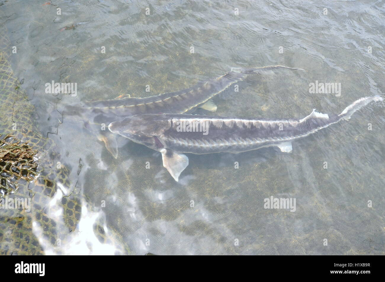 Der Landwirtschaft Stor Fisch Im Kafig Kultur Stockfoto Bild