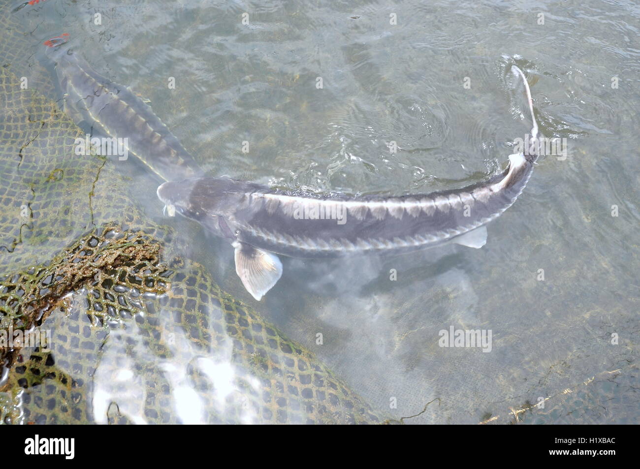 Der Landwirtschaft Stor Fisch Im Kafig Kultur Stockfoto Bild