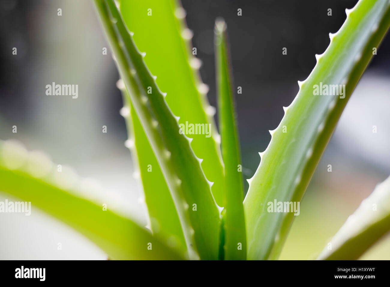 Nahaufnahme einer Aloe Vera Pflanze Stockfoto