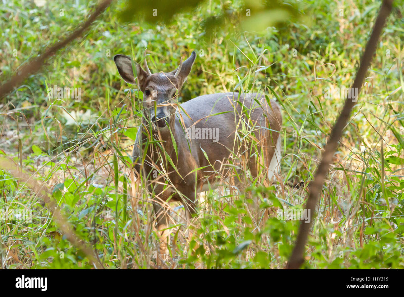 Ein whitetailed Bock steht im Wald hinter hohen Gräsern. Stockfoto