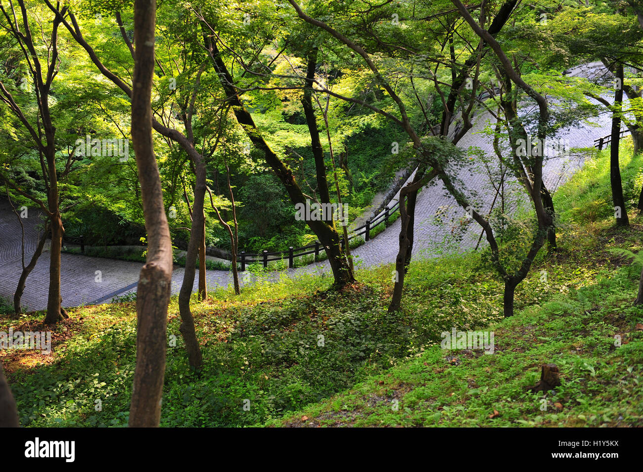 Pfad im Wald Stockfoto