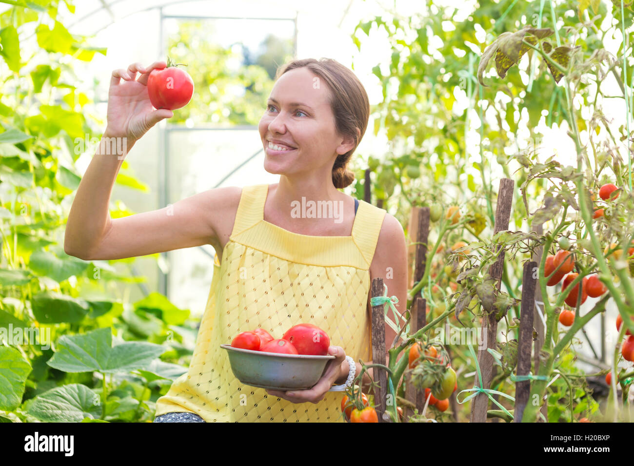 Glückliche Frau betrachten geernteten Tomaten im Gewächshaus Stockfoto
