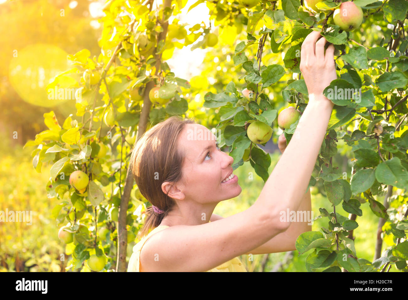 Frau, die Ernte der Äpfel Stockfoto