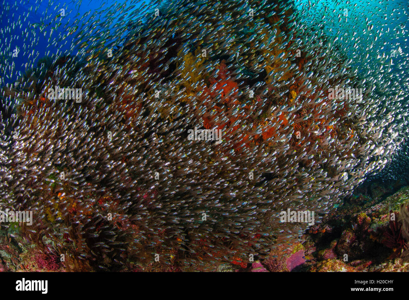 Indonesien, Raja Ampat, Schule der Glas-Fische Stockfoto