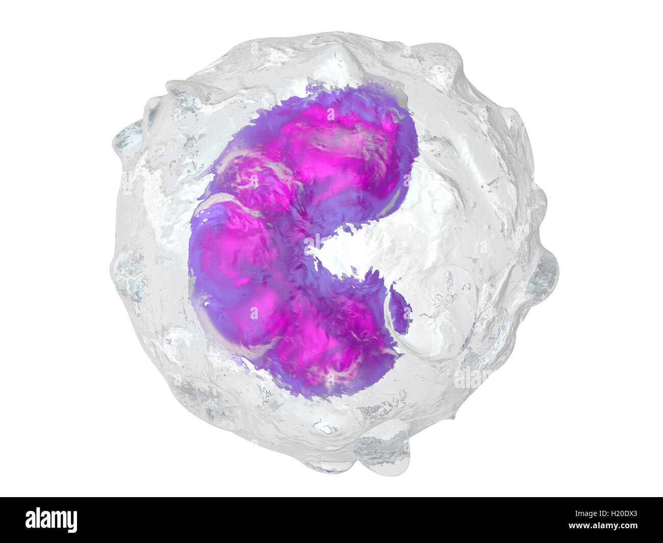 Monocyte, Immunsystem, Verteidigung Zelle, 3D gerenderte Darstellung Stockfoto