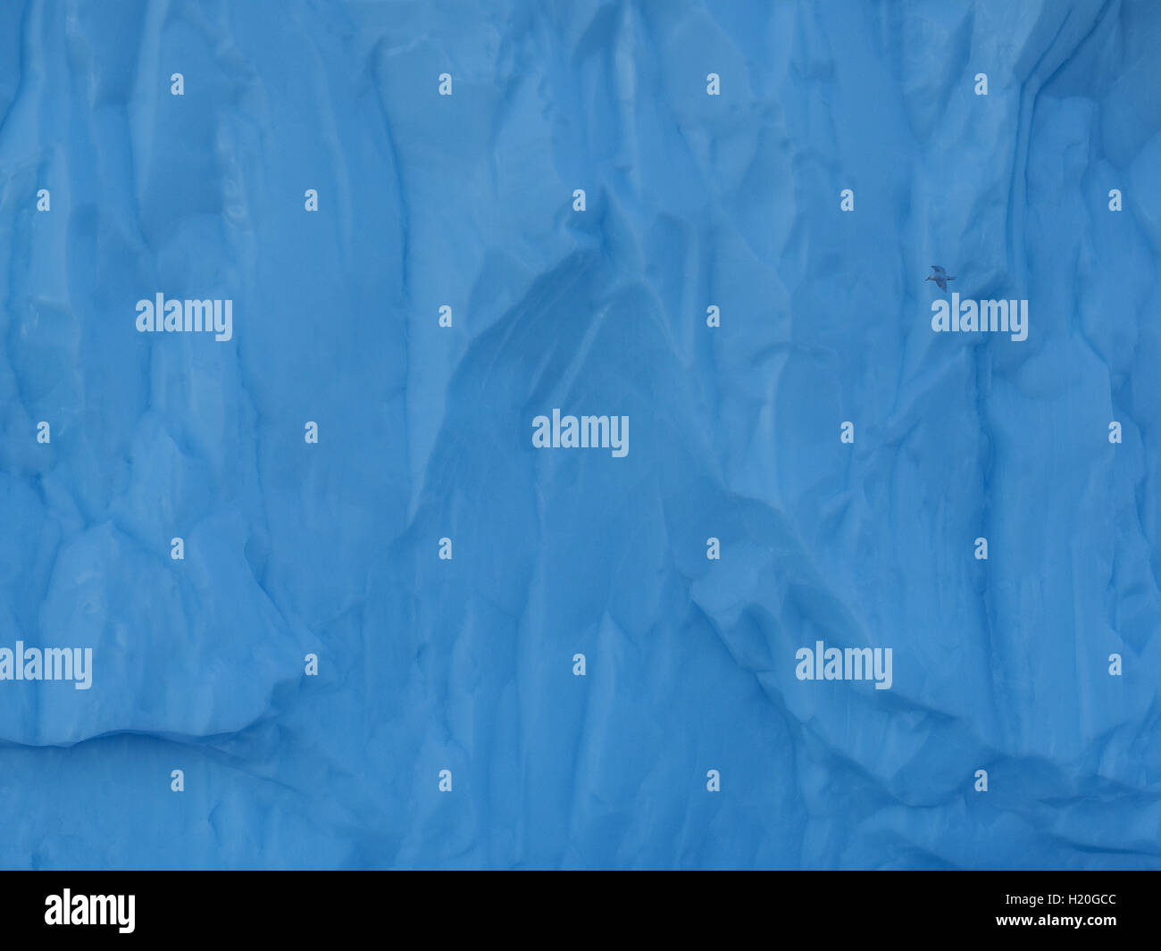 Grönland. Jahrhunderte alten dicken Gletscher mit Vogel fliegt über Eisberge. Forschung für ein Phänomen der globalen Erwärmung Stockfoto