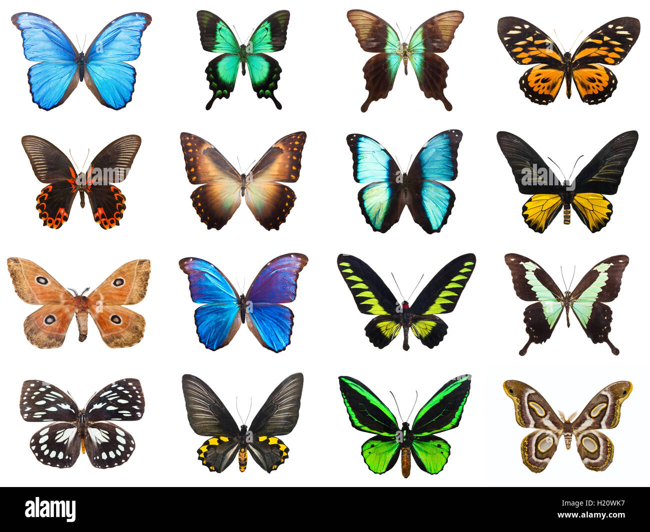 Tropische Schmetterlinge Stockfoto