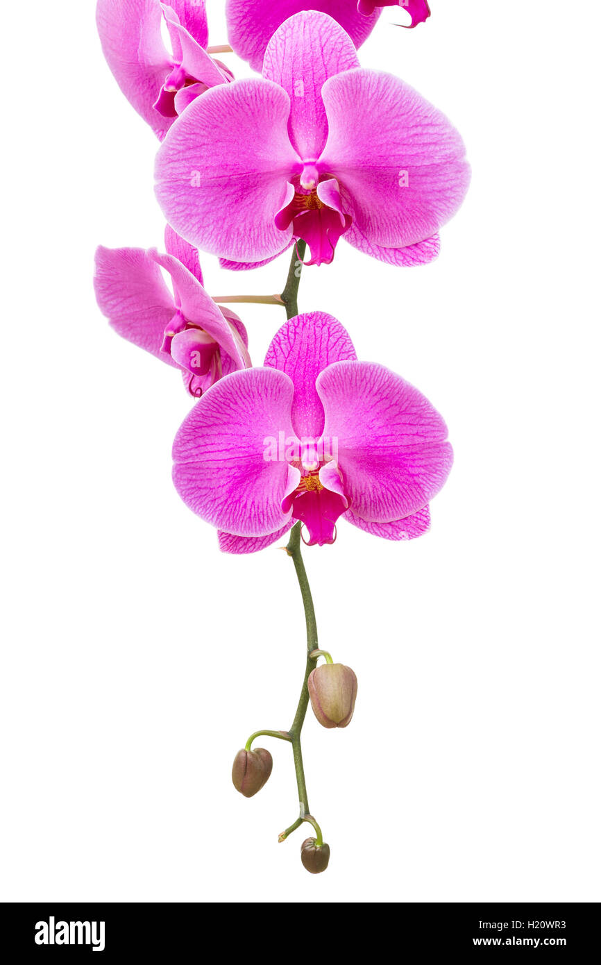 Orchidee Blume Stockfoto