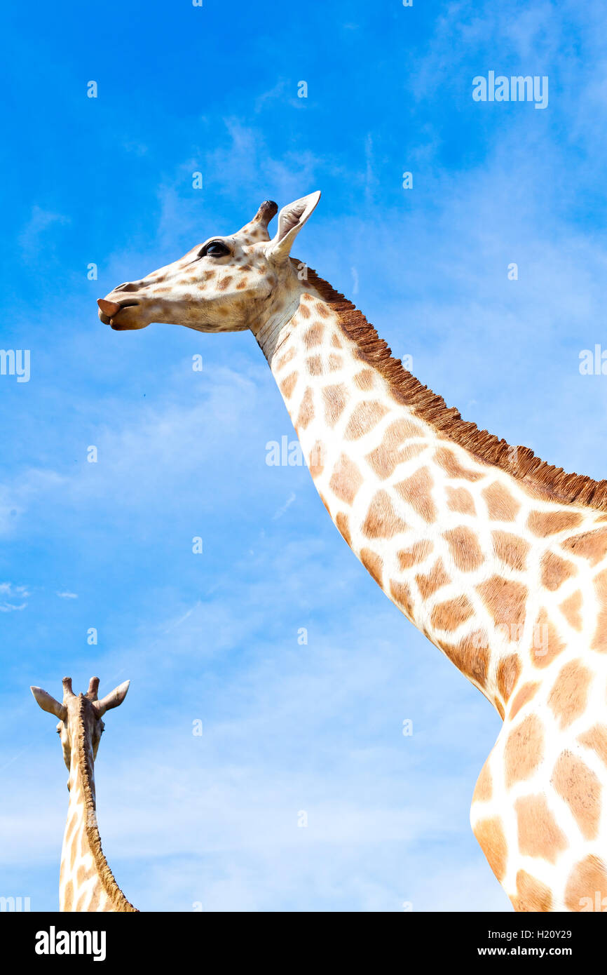 Giraffe im zoo Stockfoto