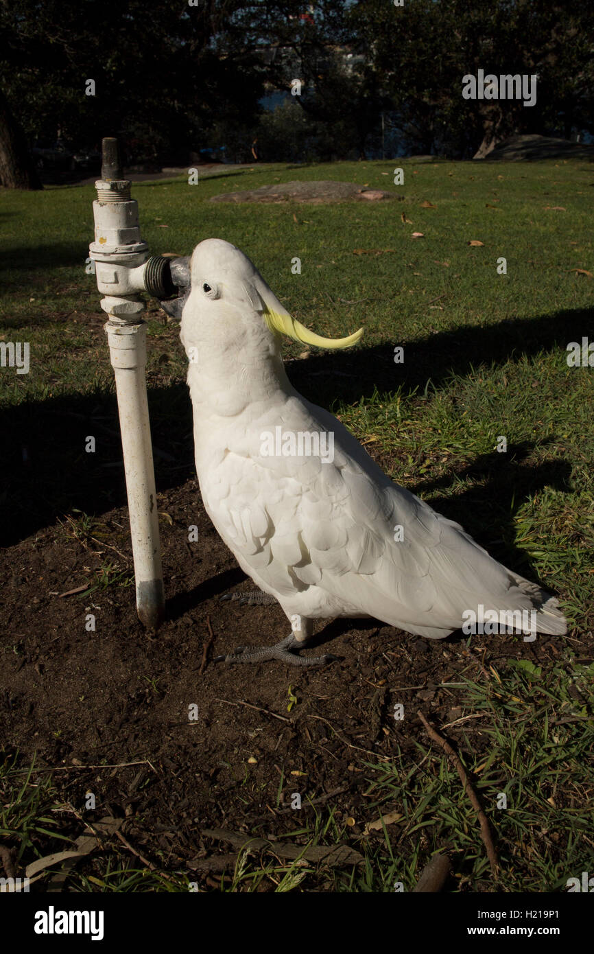 Eine denken Schwefel crested Cockatoo versucht vergeblich, den letzten Tropfen Frischwasser aus einem Wasserhahn zu extrahieren Stockfoto