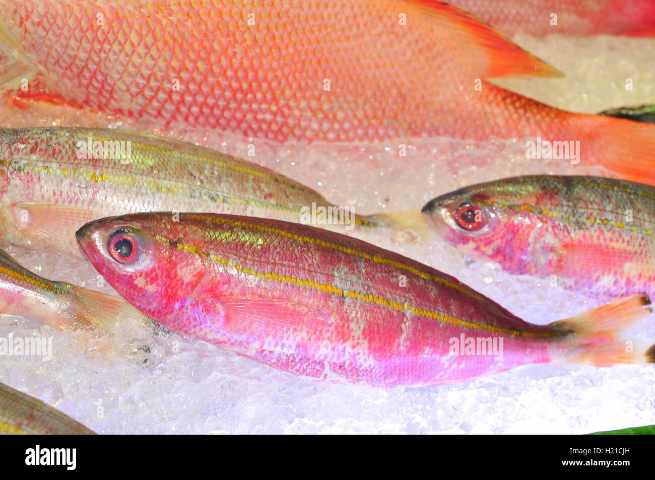 Ho-Chi-Minh-Stadt, Vietnam - 25. August 2015: frischen Fisch und Meeresfrüchte werden bei einer Meeresfrüchte-Show in Vietnam eingeführt Stockfoto