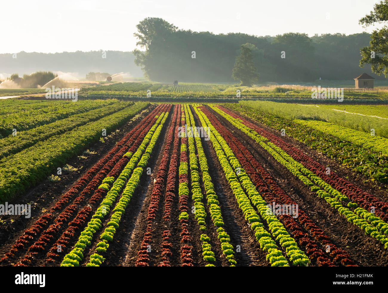 Gemüse und Salat Felder Stockfoto
