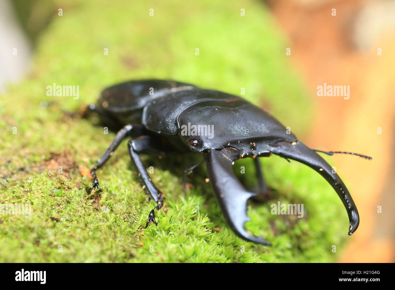 Dorcus Titanus Typhon Hirschkäfer in Catanduanes Island, Nord