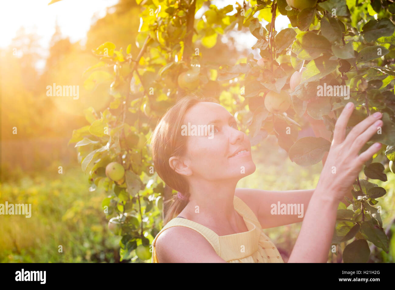 Frau, die Ernte der Äpfel Stockfoto