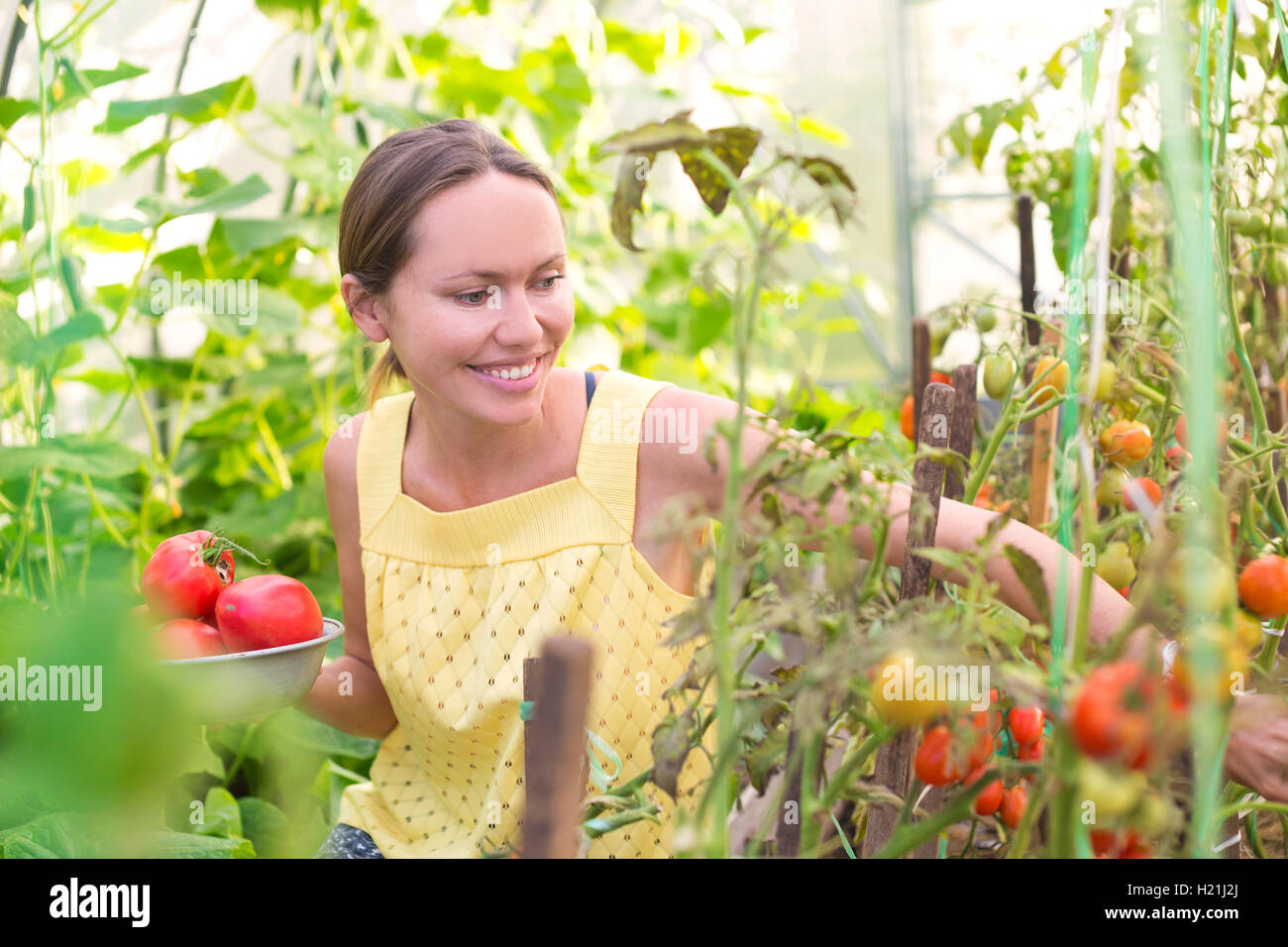 Lächelnde Frau, die Ernte von Tomaten im Gewächshaus Stockfoto