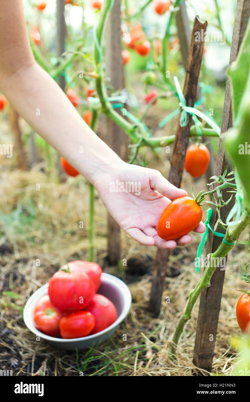 Zarte Frauenhand Ernte von Tomaten im Gewächshaus Stockfoto