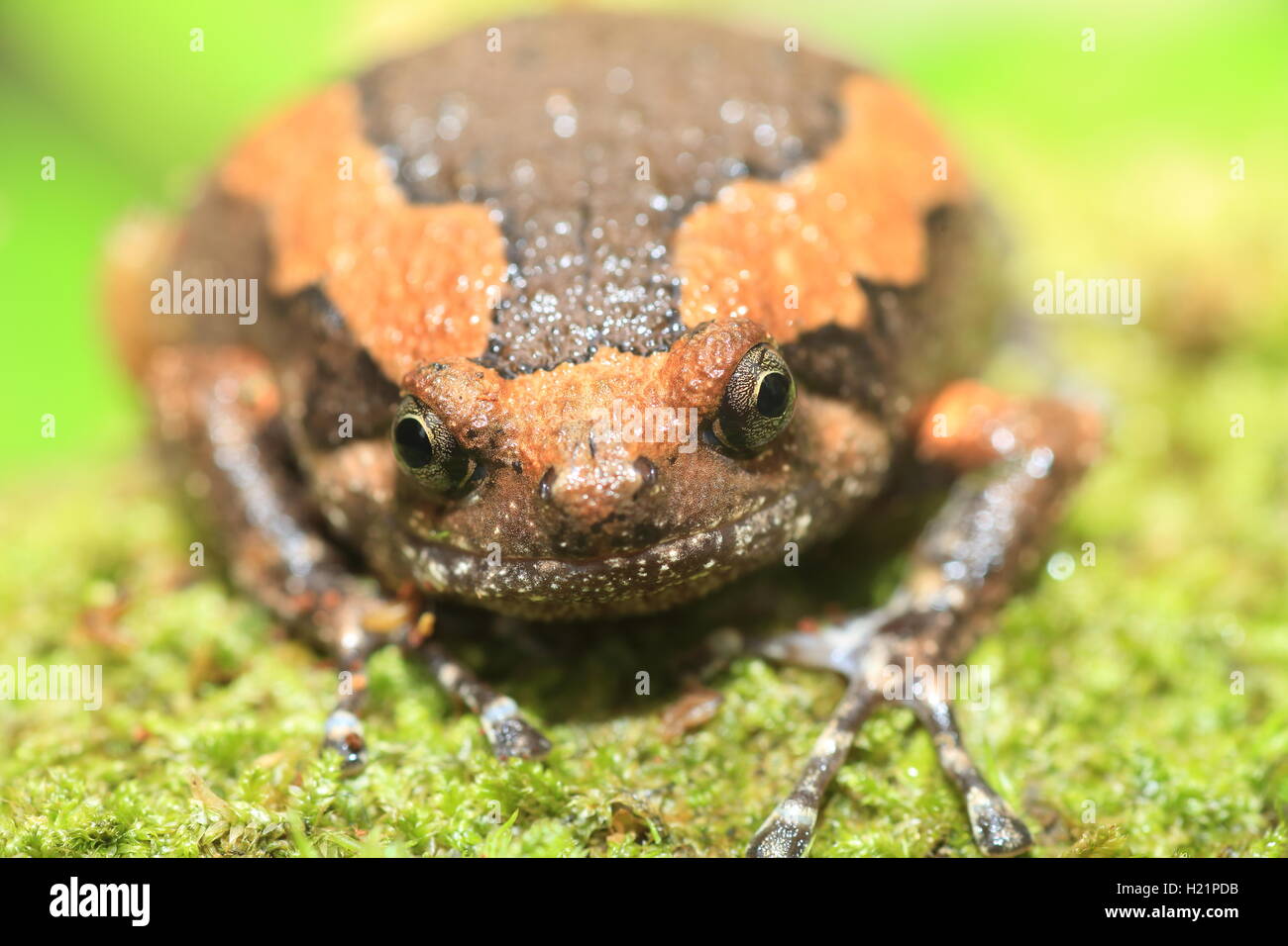 Gebänderten Bullfrog (Kaloula Pulchra) im Kaengkrachan Nationalpark, Thailand Stockfoto
