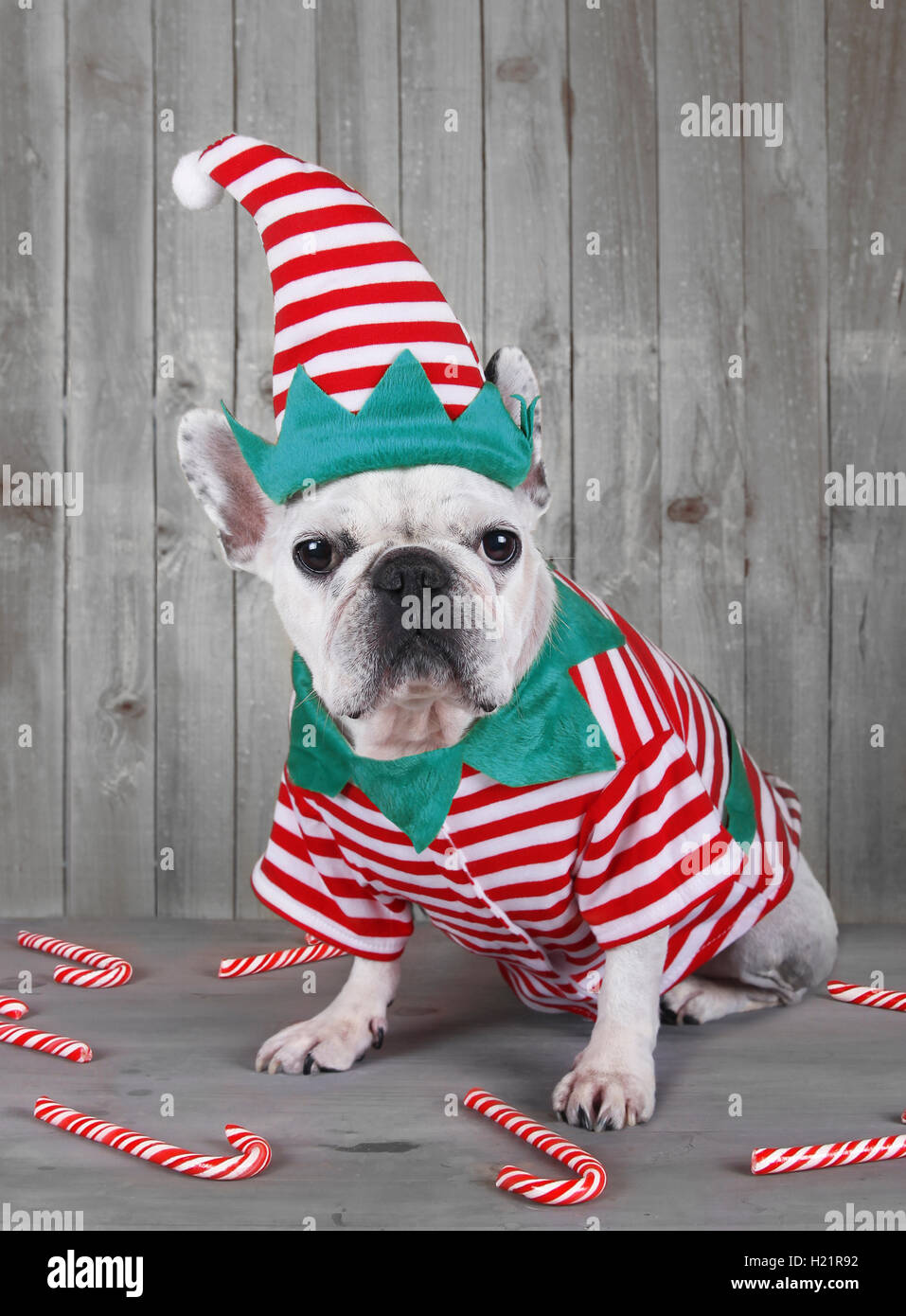 Französische Bulldogge in Weihnachten Elfen Kostüm Stockfoto