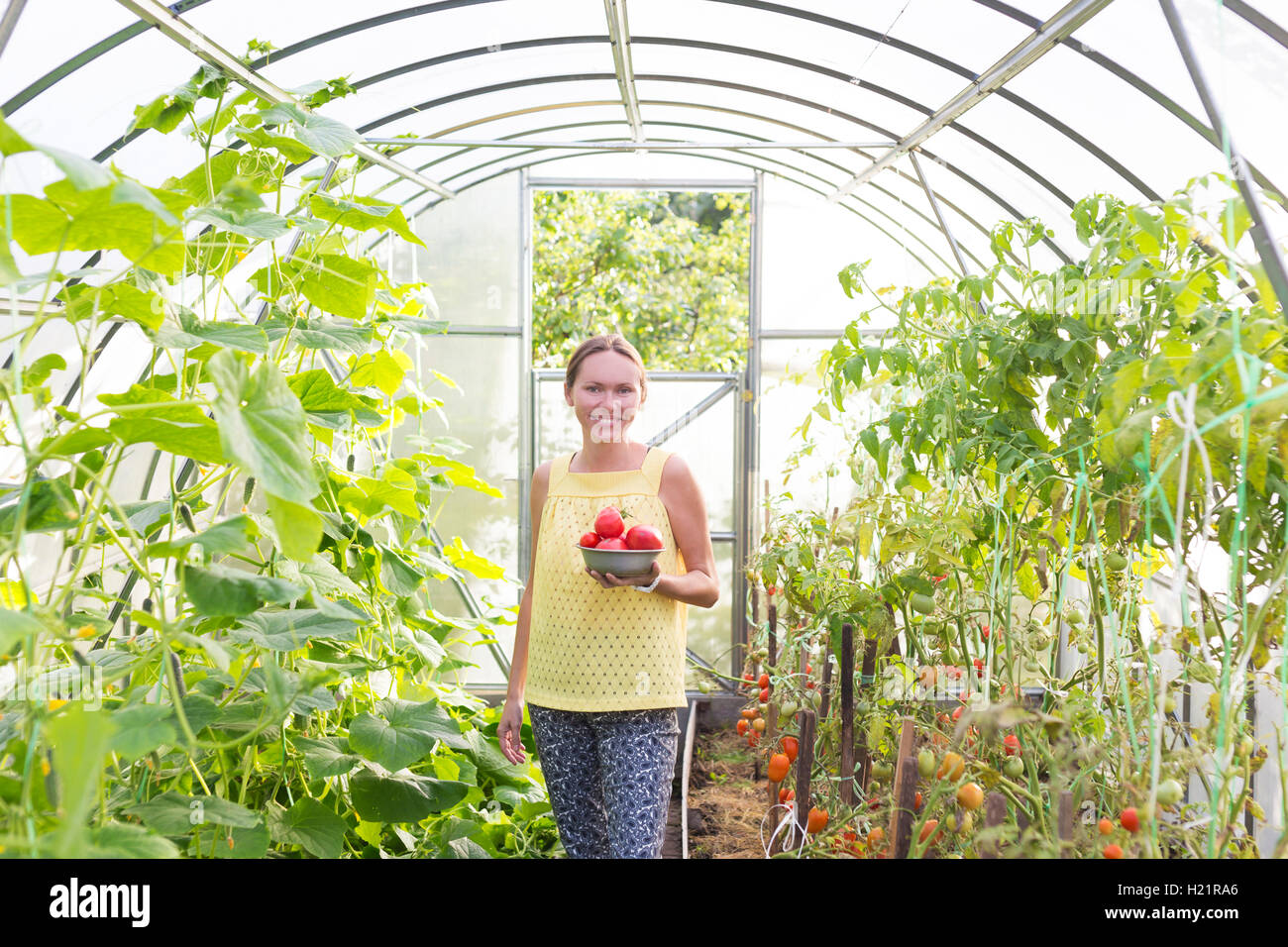 Glückliche Frau mit Schüssel geernteten Tomaten im Gewächshaus Stockfoto