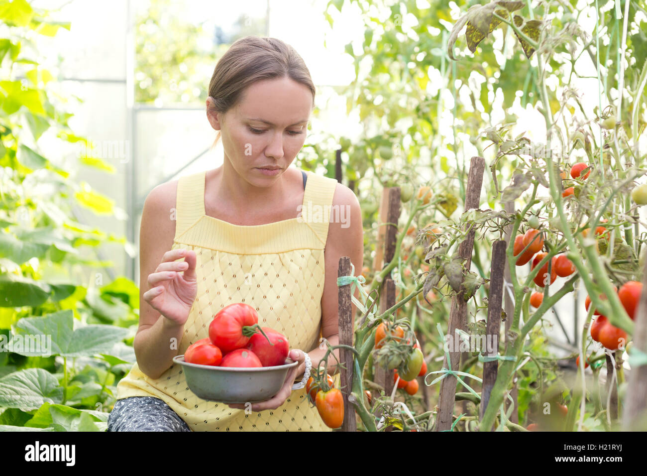 Frau, die Ernte von Tomaten im Gewächshaus Stockfoto