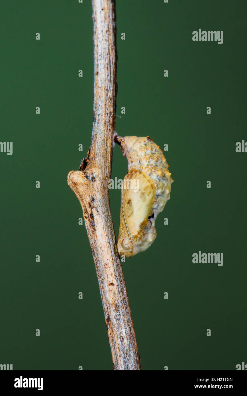 Winzige Checkerspot Dymasia dymas Pena Blanca See, Santa Cruz County, Kansas, United States 23. September Pupa Nymphal Stockfoto