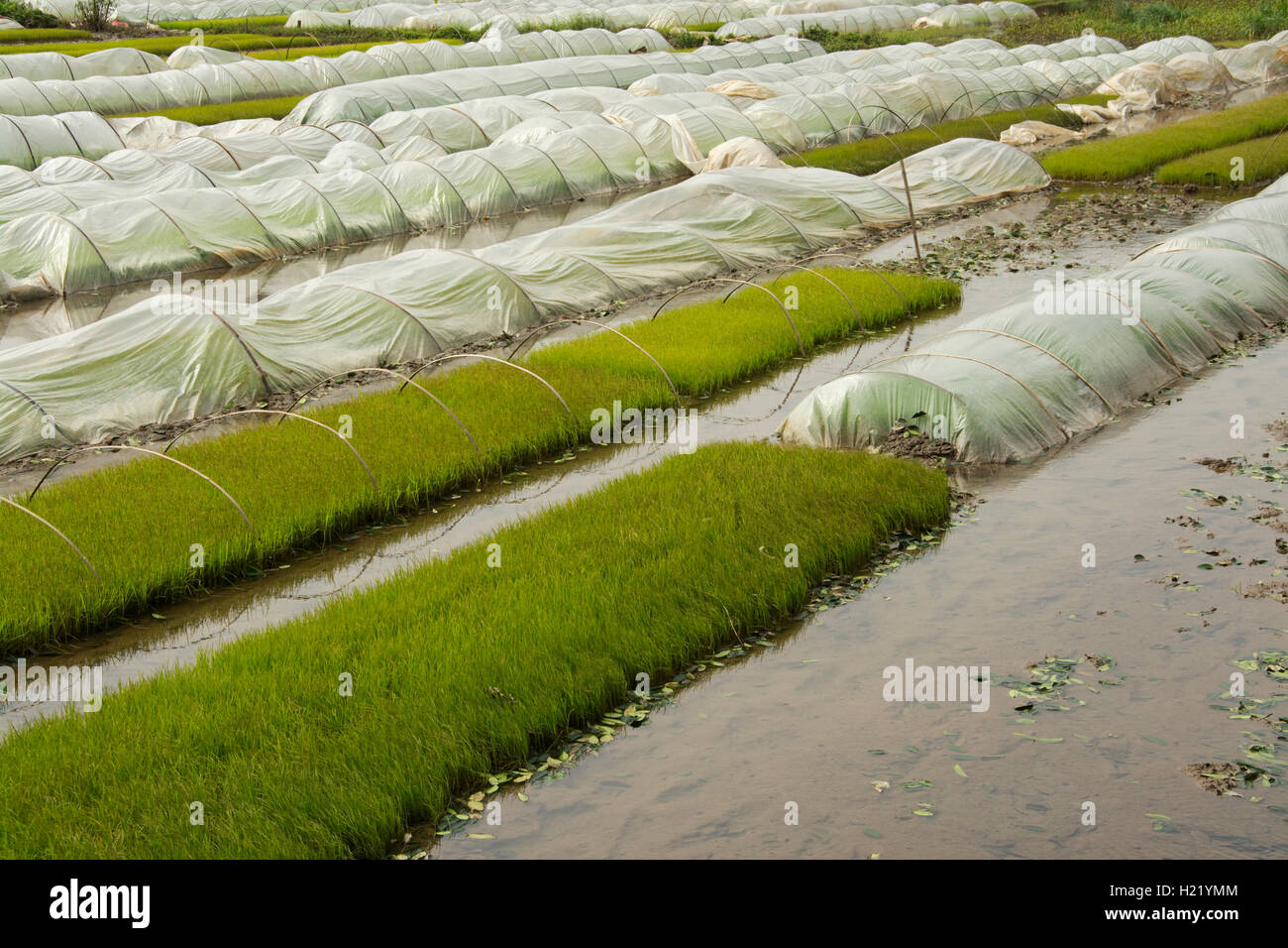 Asien, Vietnam, Ninh Binh Province, Hoa Lu District, junge Reispflanzen unter Plastikabdeckung Stockfoto