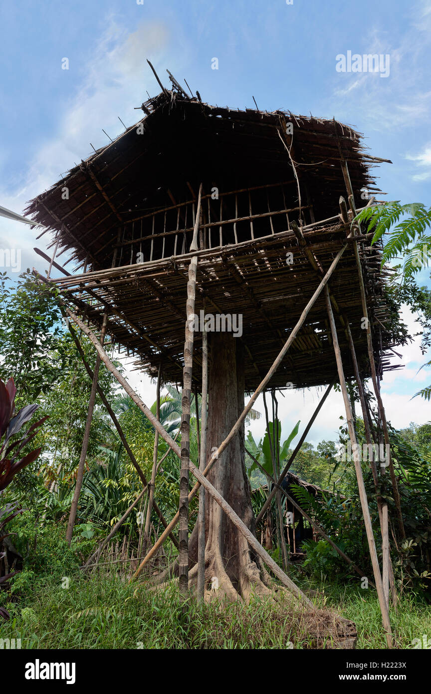 Traditionelles Koroway Haus auf dem Baum Stockfoto
