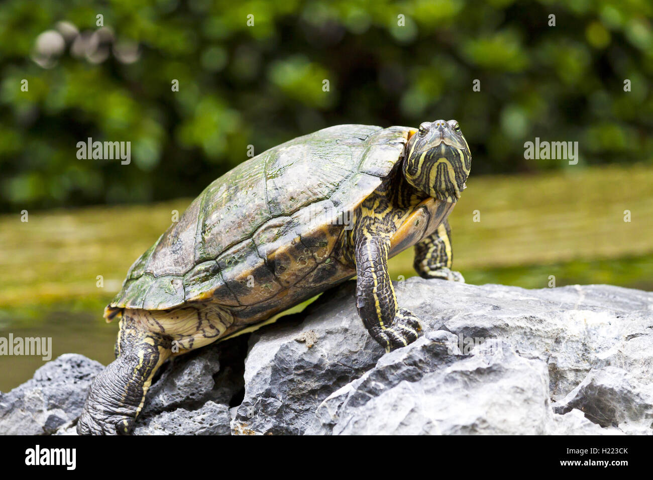 Schildkröte auf Felsen Stockfoto