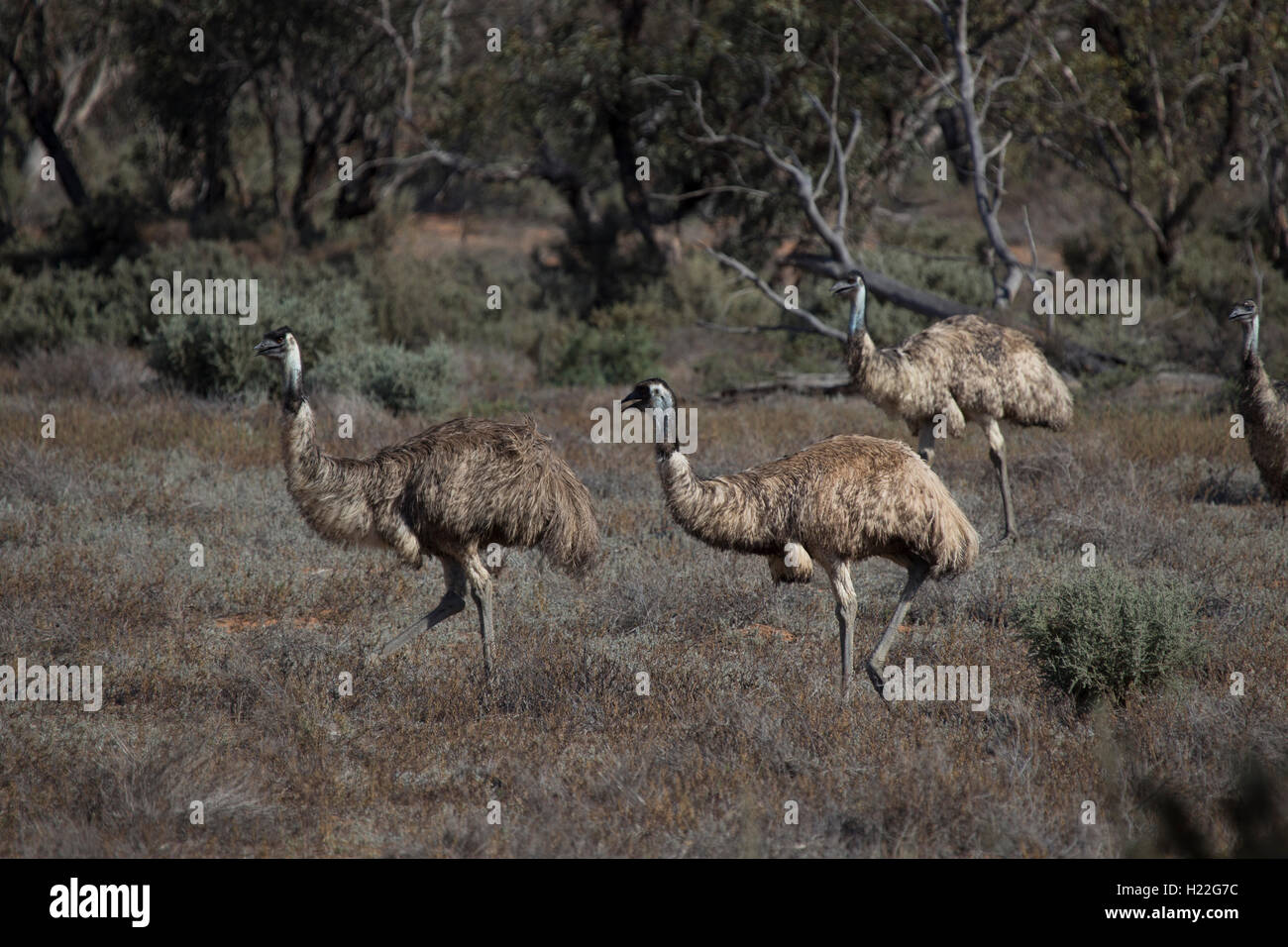 Ein Mob von großen flugunfähigen Vögel der australischen Emu im Mungo National Park New South Wales Australien Stockfoto