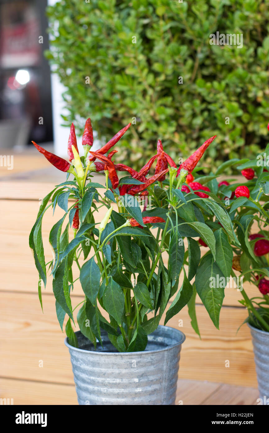 Rote Chilischoten in Blumentopf Stockfoto