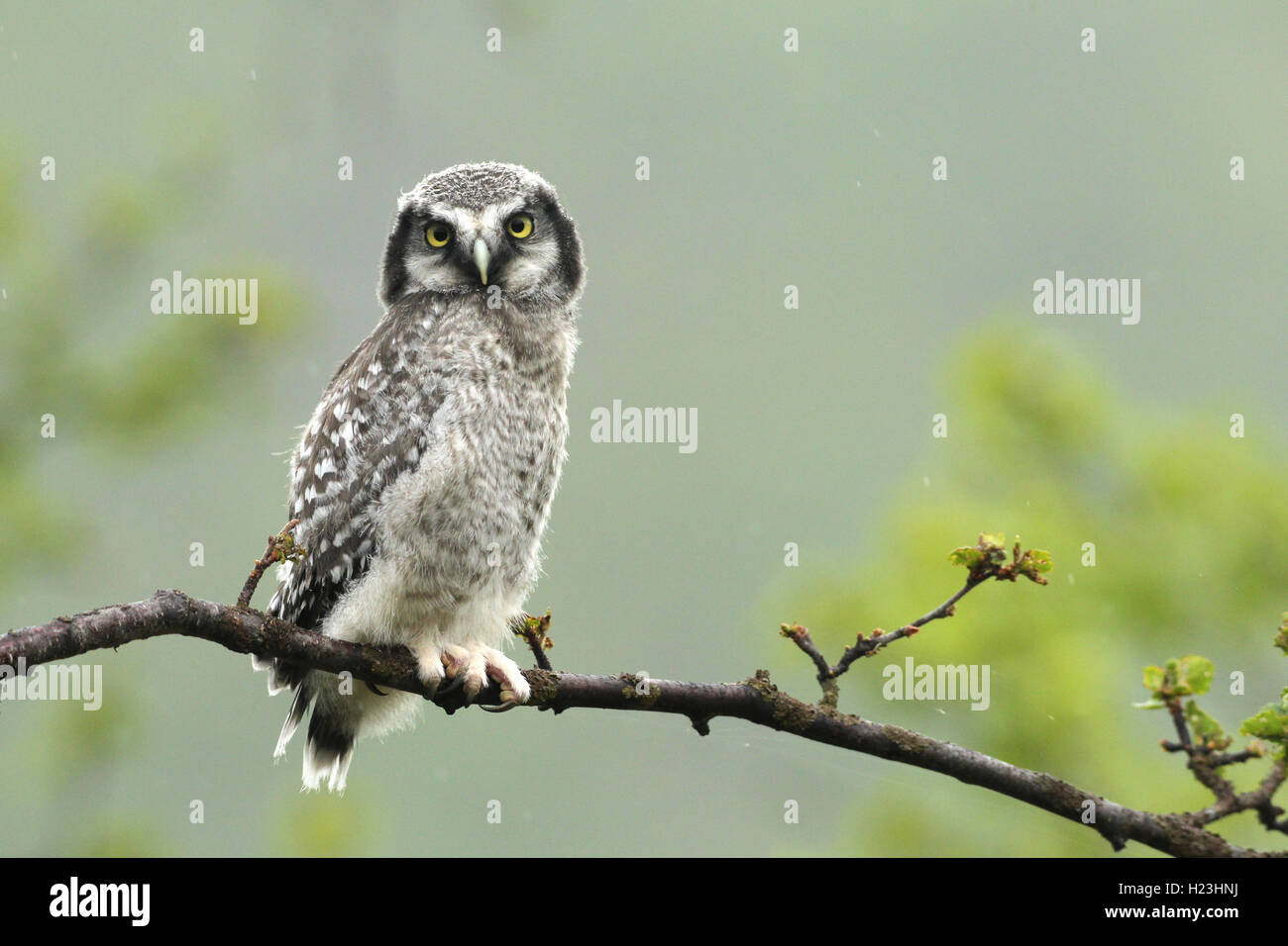 - Northern hawk Owl (Surnia Ulula), jungen Vogel auf Ast im Regen, Lappland, Norwegen sitzen Stockfoto