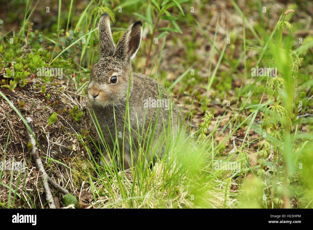 Schneehase (Lepus timidus), juvenile, Lappland, Norwegen Stockfoto