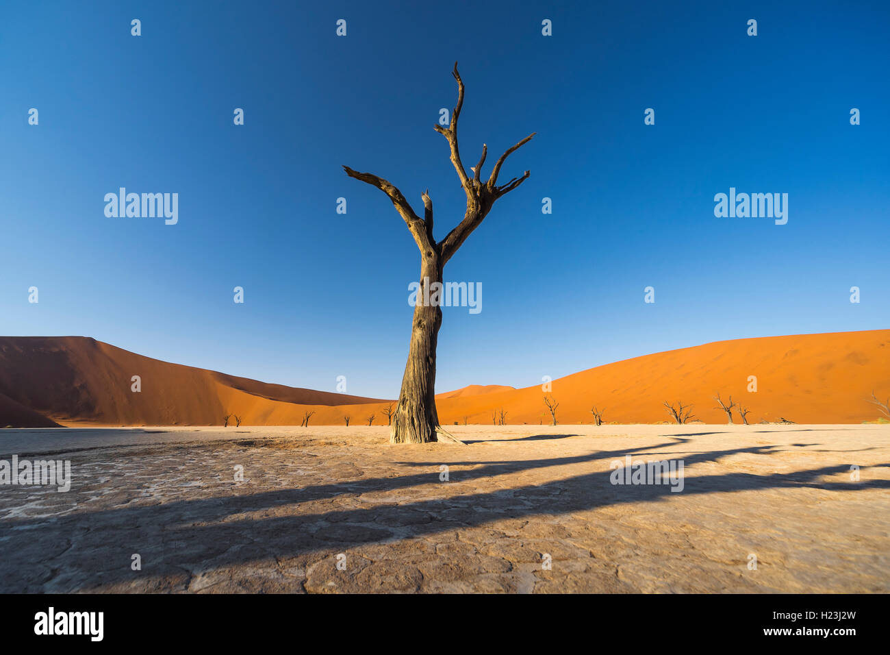 Toter Baum, Deadvlei, Sossusvlei-Gebiet, Namibwüste, Namibia | Deadd Baum im Deadvlei, Gebiet Sossusvlei, Namib-Wüste, Namibia Stockfoto