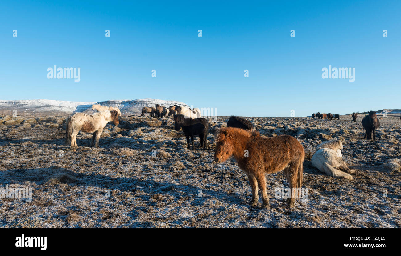 Insel Pferd, Insel Pferderasse Pony (Equus przewalskii f. caballus), South Island, Insel Stockfoto