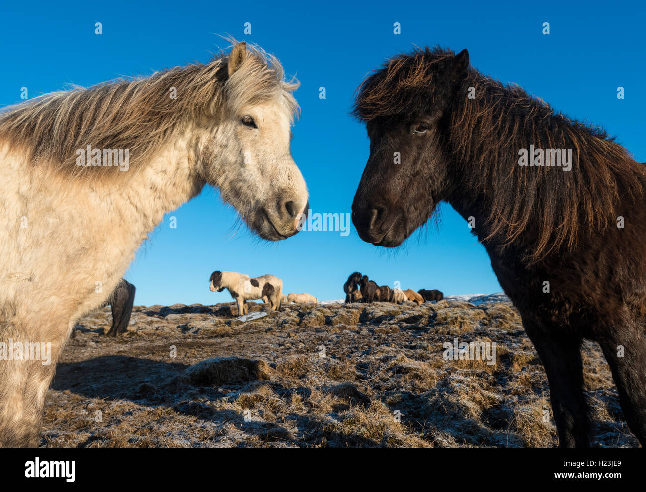 Zwei Isländische Pferde (Equus przewalskii f. caballus), Portrait, Region Süd, Island Stockfoto