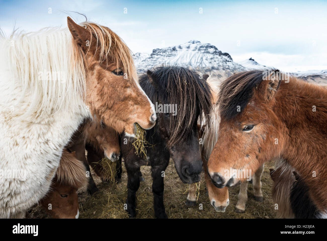 Isländische Pferd (Equus przewalskii f. caballus), Region Süd, Island Stockfoto