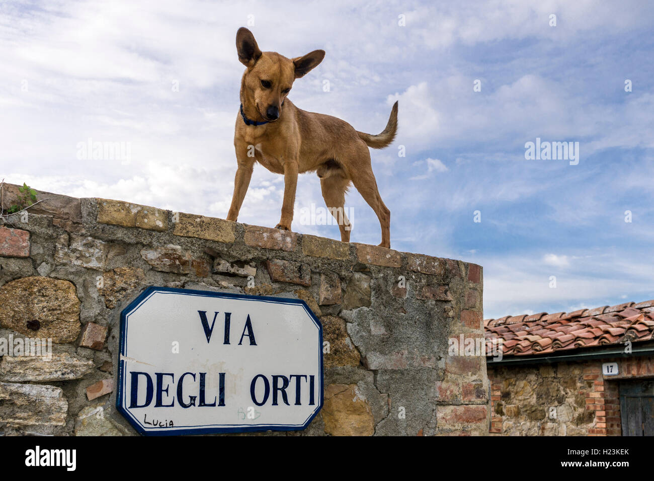 Schmale Gasse, Häuser aus Stein in der Stadt, der Hund steht auf Wand, San Quirico d'Orcia, Toskana, Italien Stockfoto