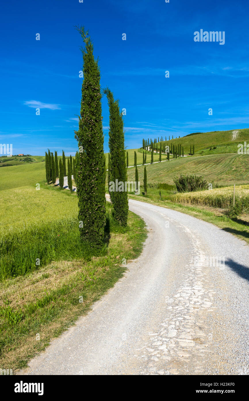 Typische grüne Toskana Landschaft im Val d'Orcia mit einer kurvenreichen Straße, Felder, Zypressen und blauer Himmel, Siena, Toskana, Italien Stockfoto