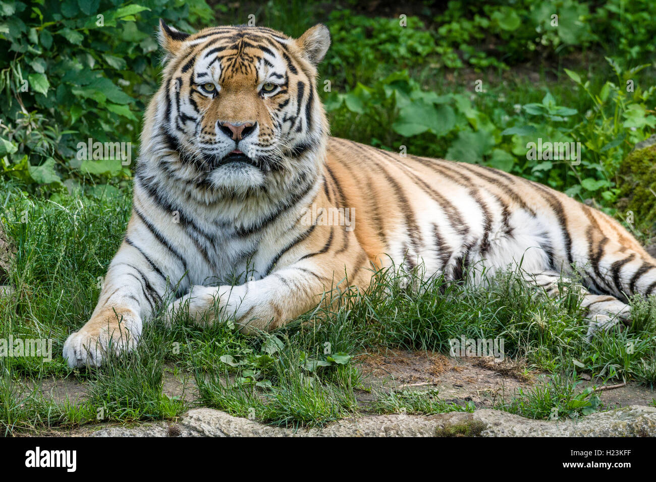 Amur Tiger (Panthera tigris altaica) ist auf dem Boden liegend, Captive, Leipzig, Sachsen, Deutschland Stockfoto