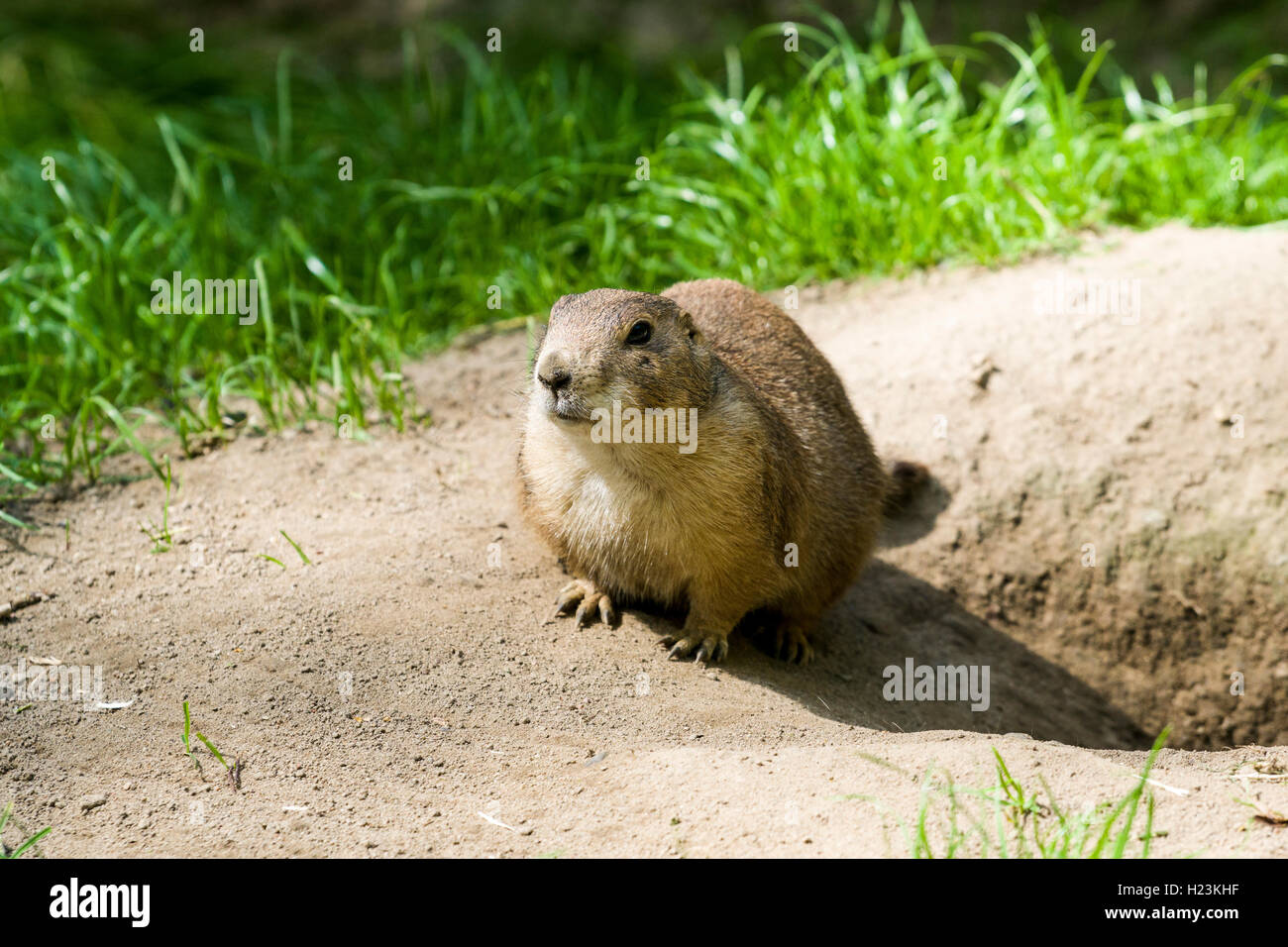 Schwarz-tailed prairie dog (Cynomys ludovicianus) ist auf dem Boden sitzend, Captive, Leipzig, Sachsen, Deutschland Stockfoto