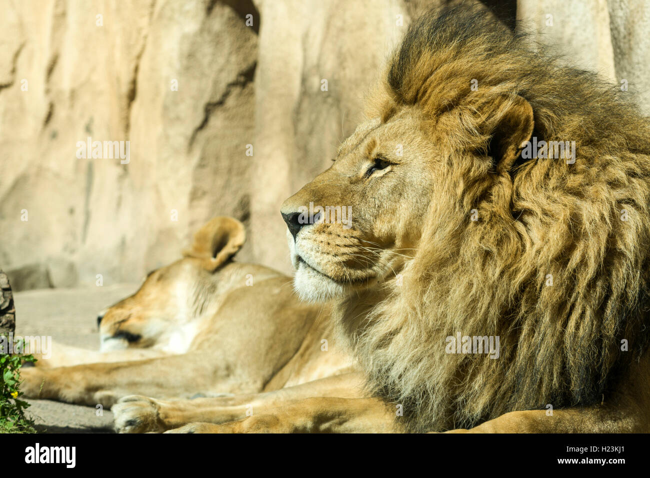 Männlicher afrikanischer Löwe (Panthera leo) ist auf dem Boden liegend, Captive, Dresden, Sachsen, Deutschland Stockfoto