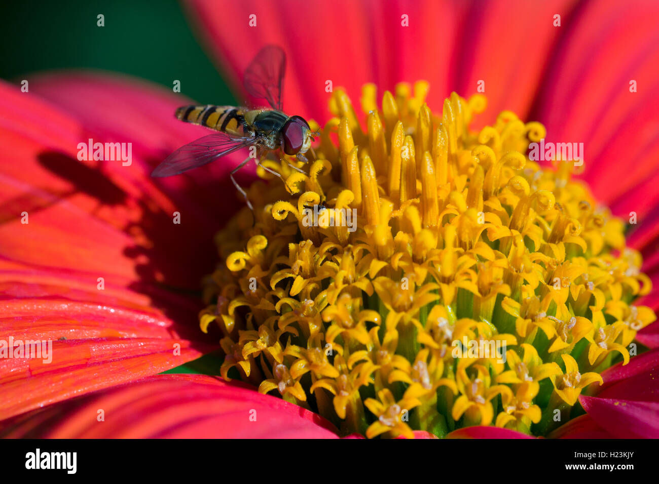 Gemeinsame Hoverfly (Eupeodes corollae) ist Nektar sammeln von a Rot Gelb Blume Blüte, Sachsen, Deutschland Stockfoto