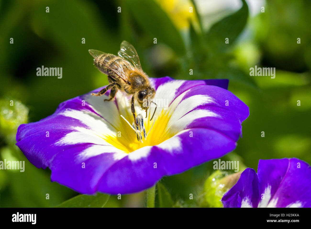 Krainer Biene (Apis mellifera carnica) ist das Sammeln von Nektar an einem Zwerg morgen - Herrlichkeit (Convolvulus tricolor) Blüte Stockfoto