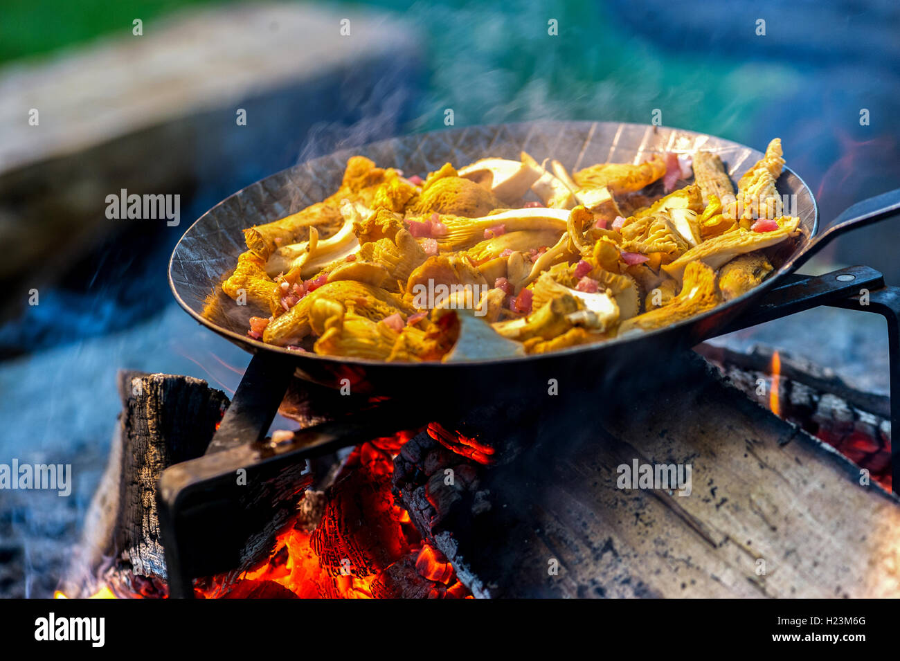 Pfifferlinge in einer Pfanne über offenem Feuer Stockfoto