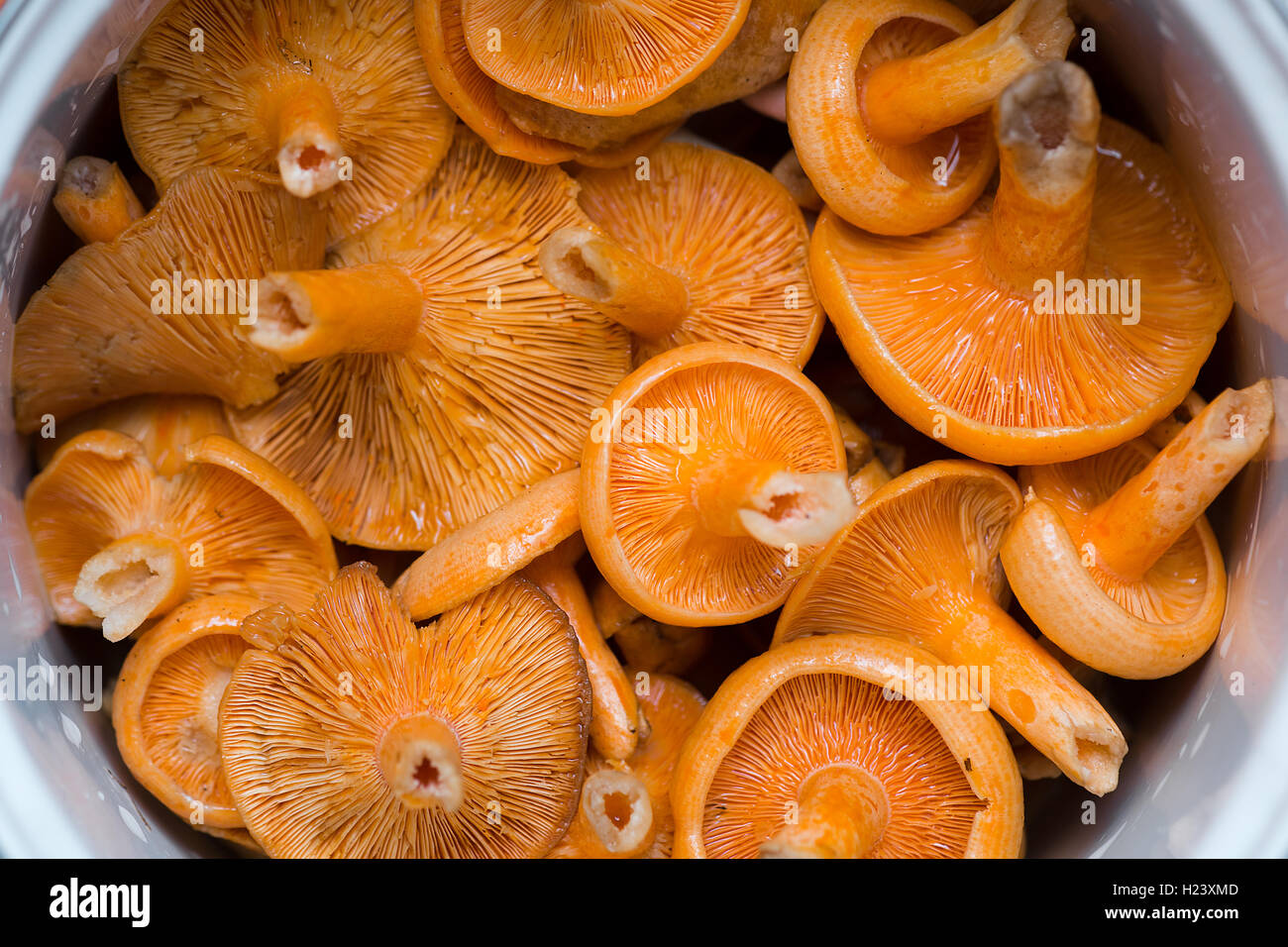 Orange Pilze. Lactarius Sektion Deliciosi Stockfoto