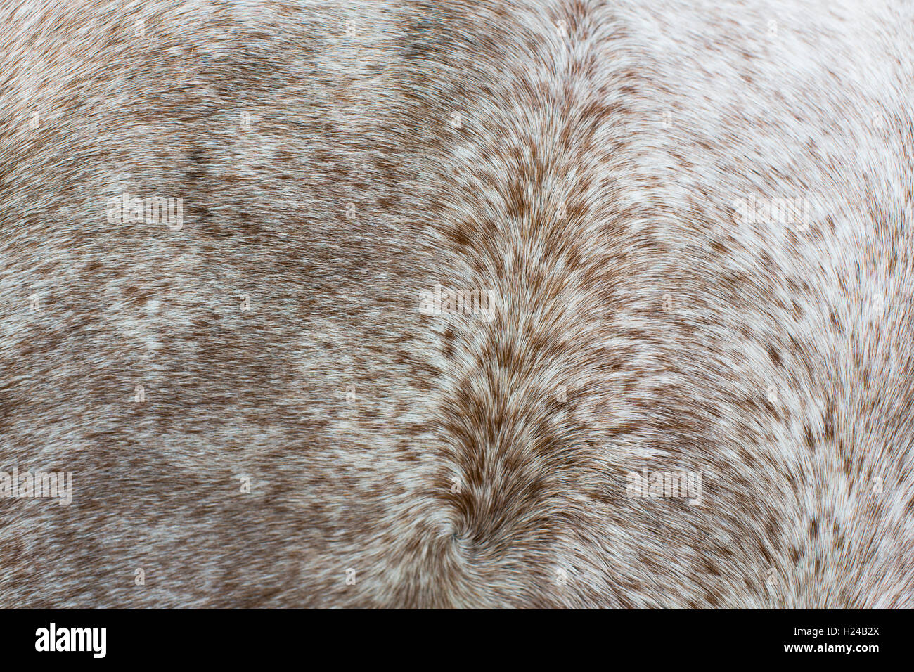 Detail von einem Pferde Mantel Shwoing die Haare Wirbeln über den Körper in Muster, gesprenkelt braun weiss und grau. Stockfoto