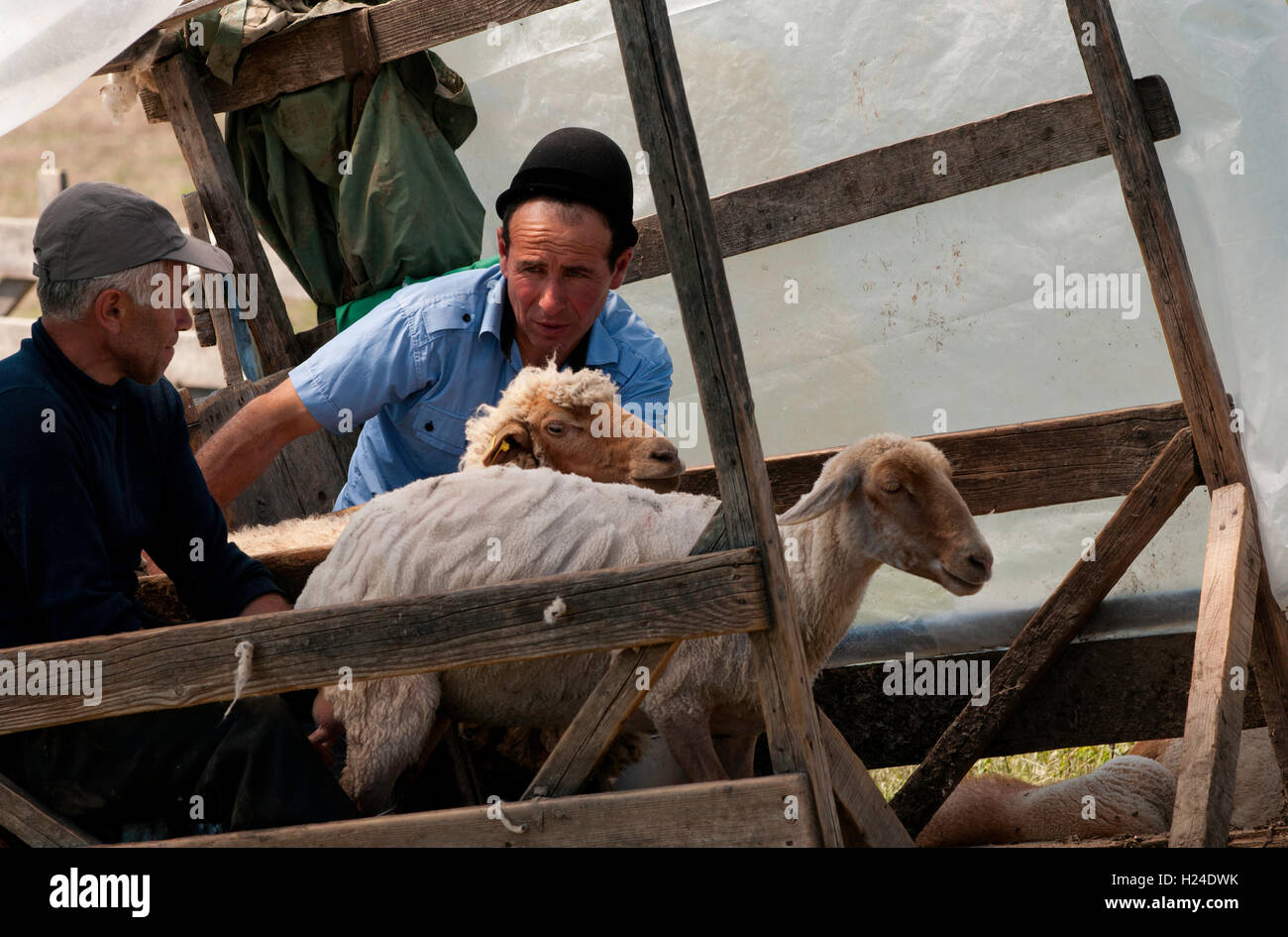 Hirten, die Milch der Ziege auf Vrancea-Gebirge in Rumänien Stockfoto