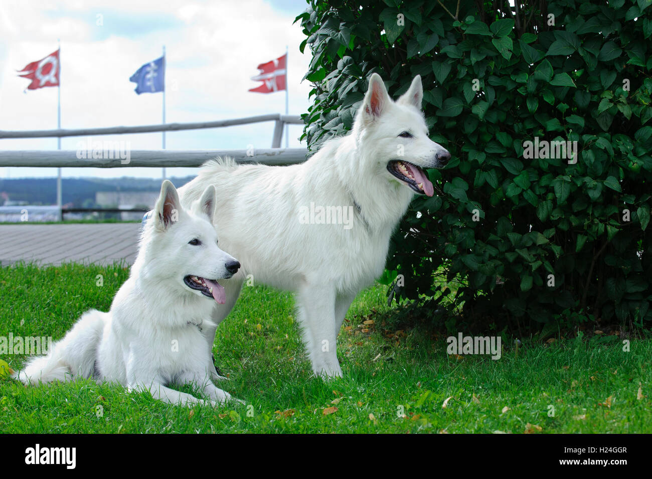 Zwei weiße Schweizer Schäferhunde Stockfoto